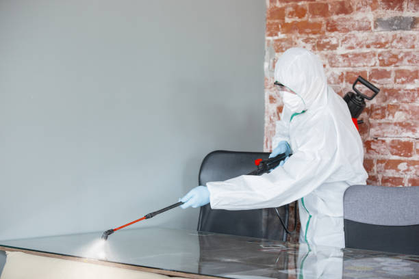 Best Mold Damage Restoration in White Pine, TN